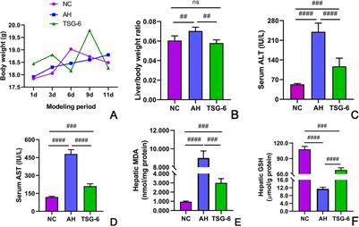 TSG-6 Inhibits Oxidative Stress and Induces M2 Polarization of Hepatic Macrophages in Mice With Alcoholic Hepatitis via Suppression of STAT3 Activation